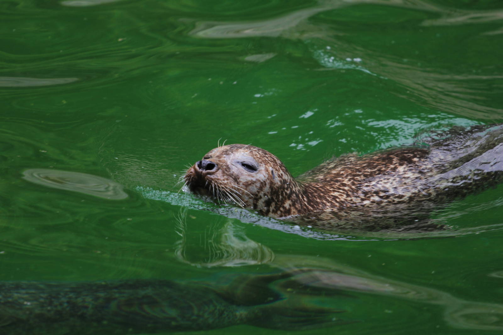 Harbour seals