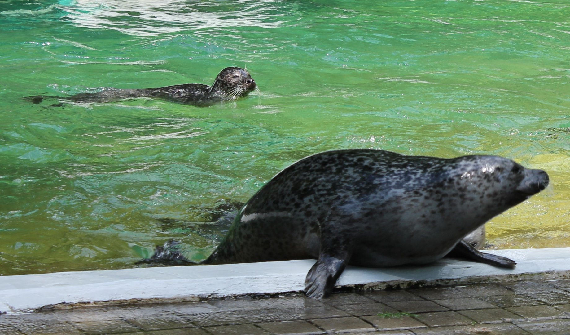 Harbour seals