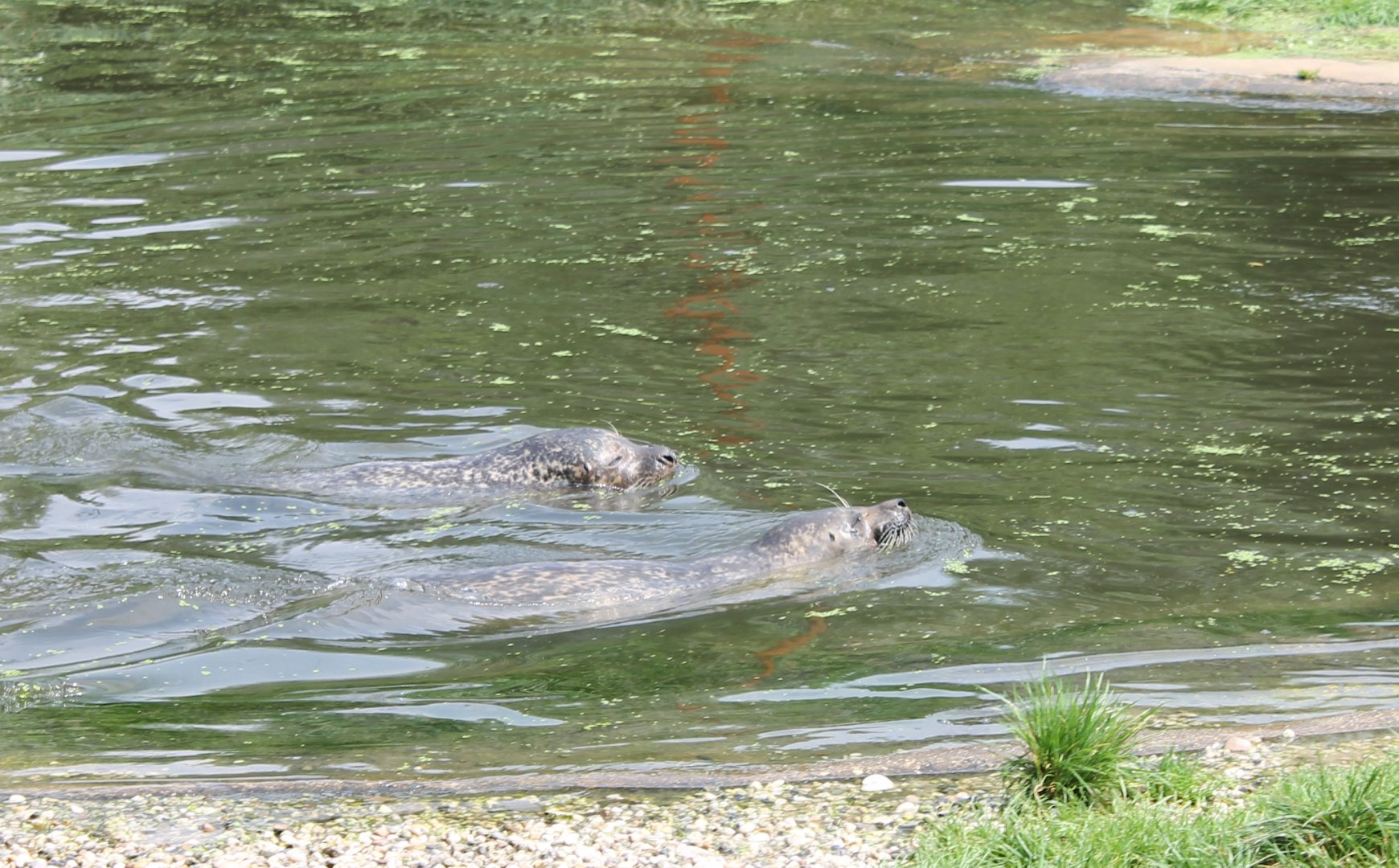 Harbour seals