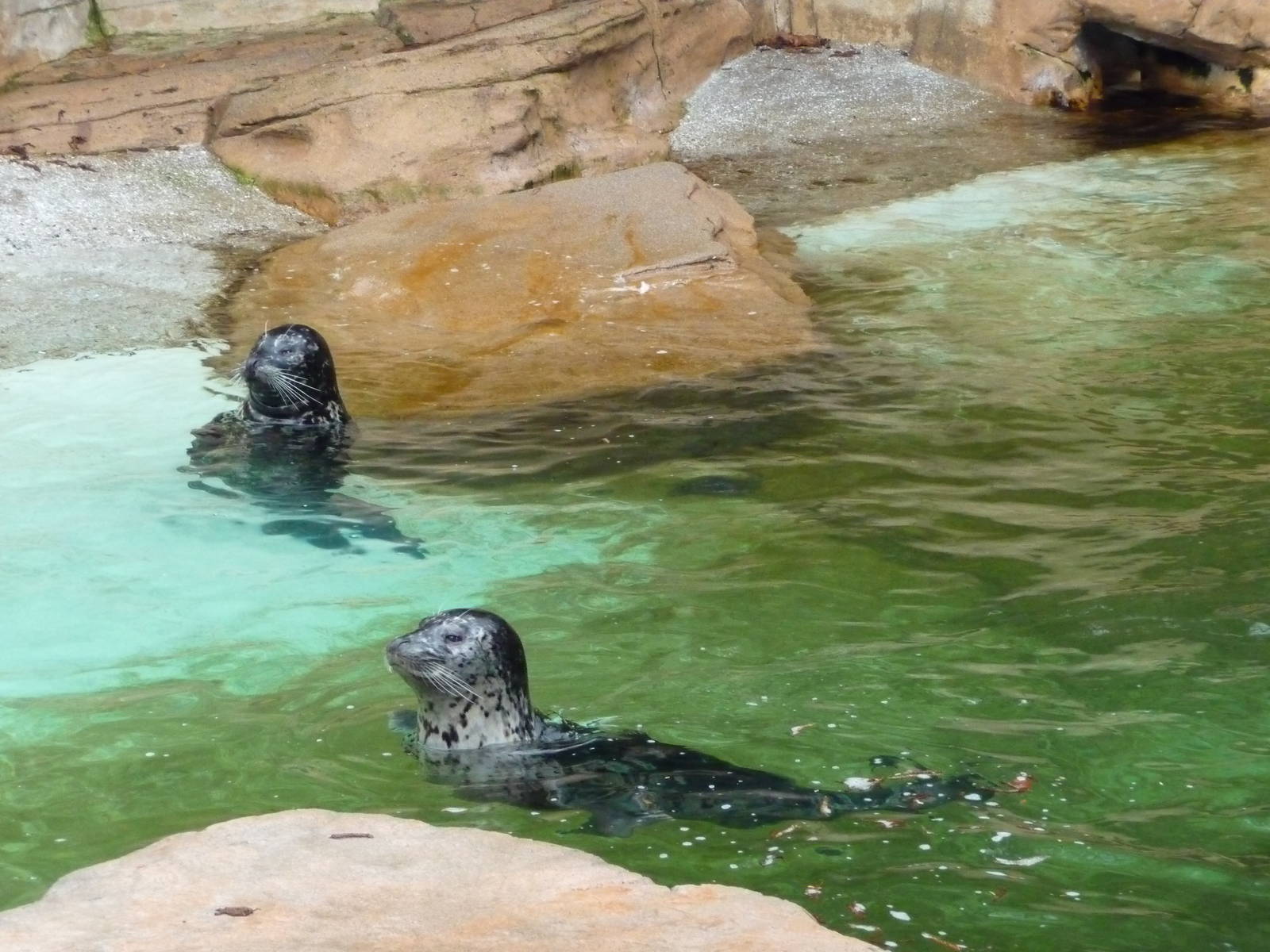 Harbour Seals