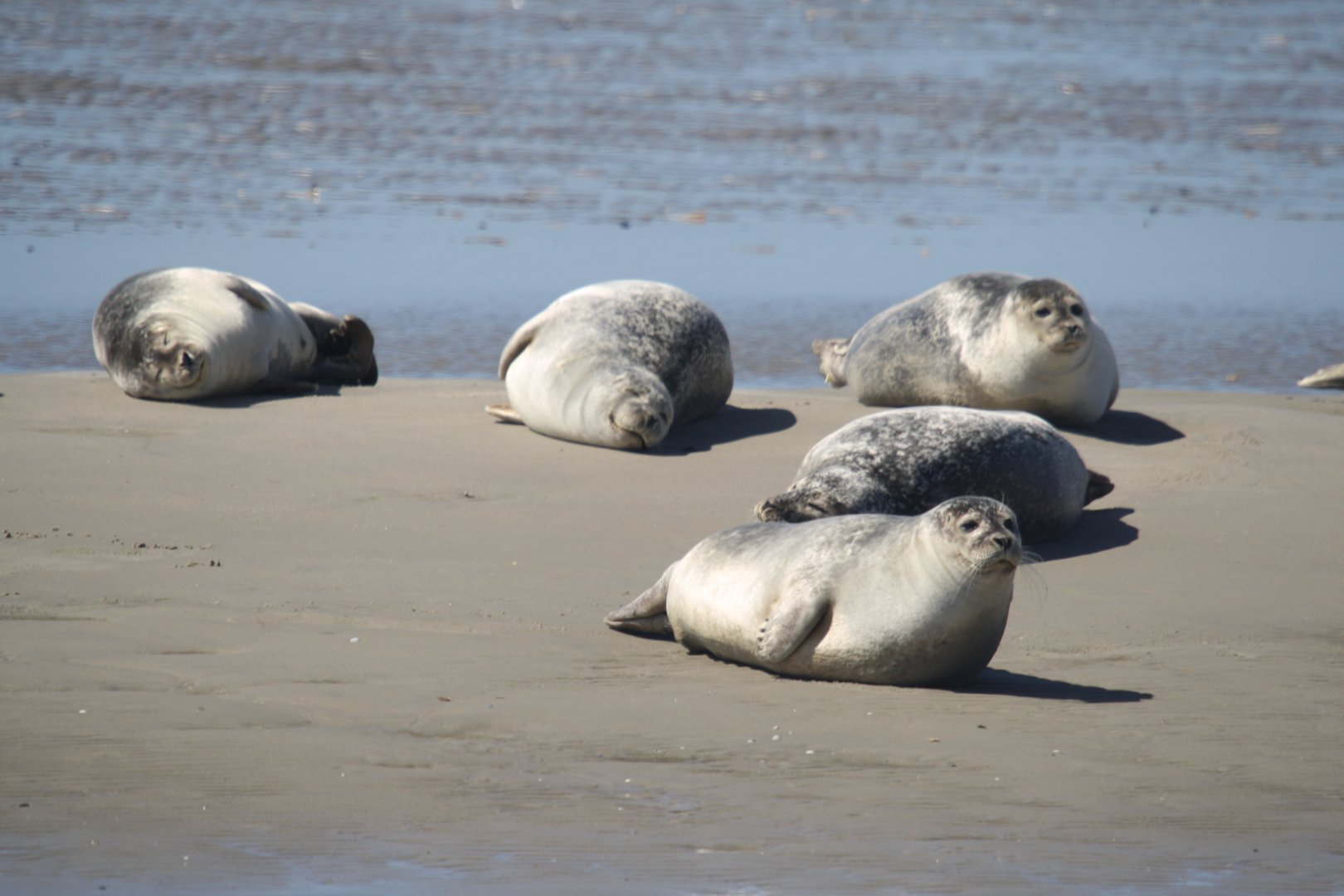 Harbour seals