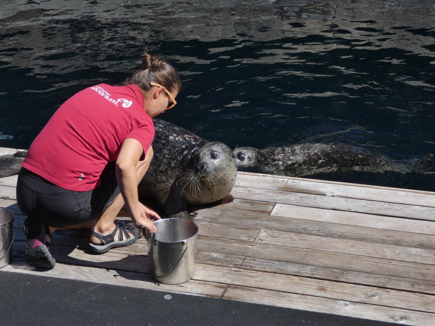 Harbour seals