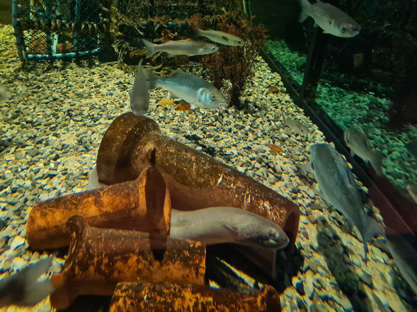 Harbour tank - European eel, European seabass, Thicklip grey mullet