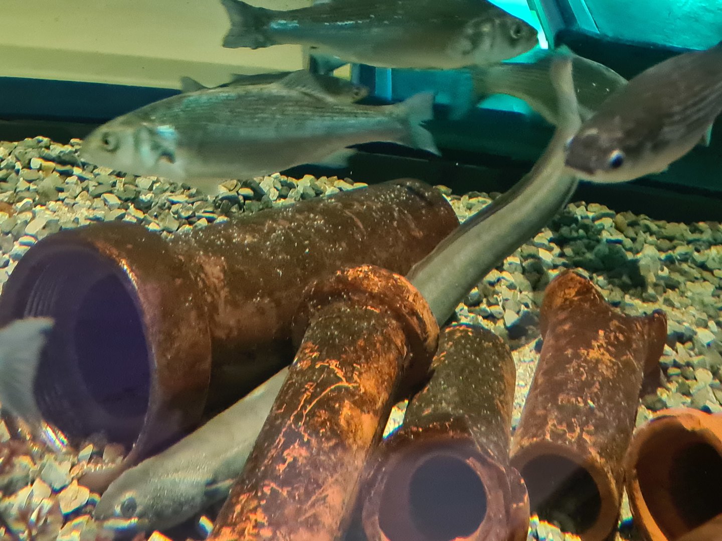 Harbour tank - European eel