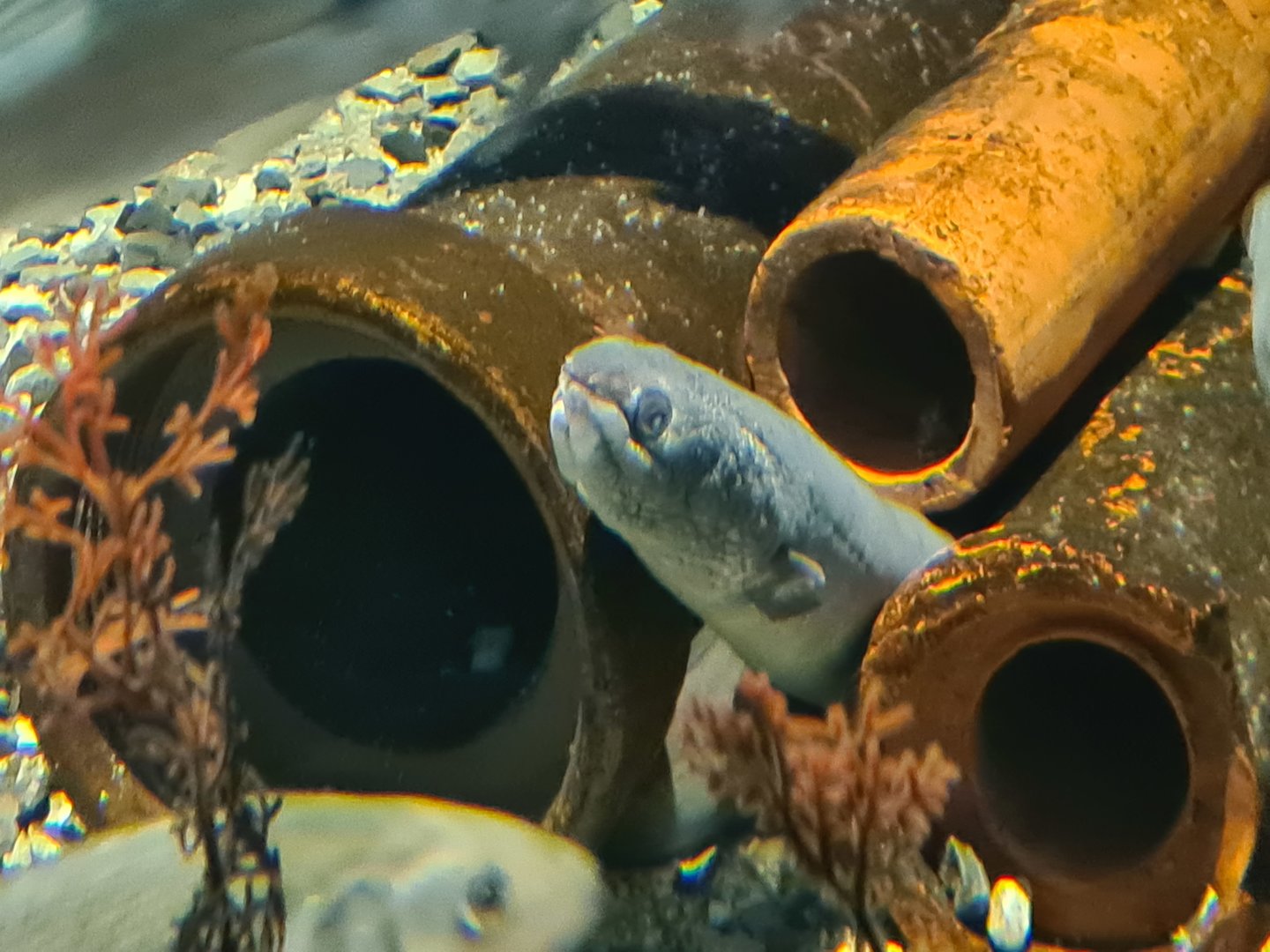 Harbour tank - European eel