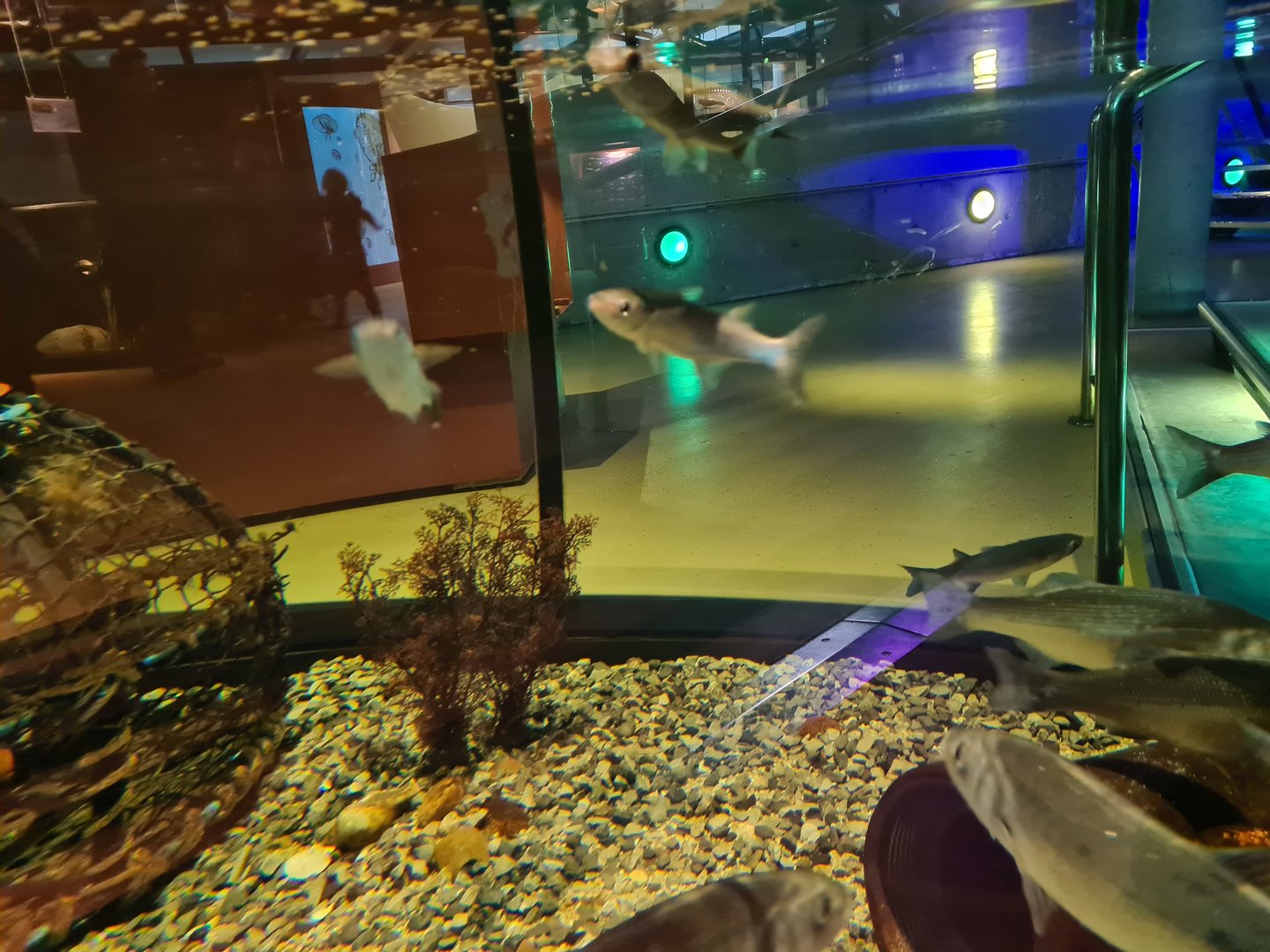 Harbour tank - Thicklip grey mullet