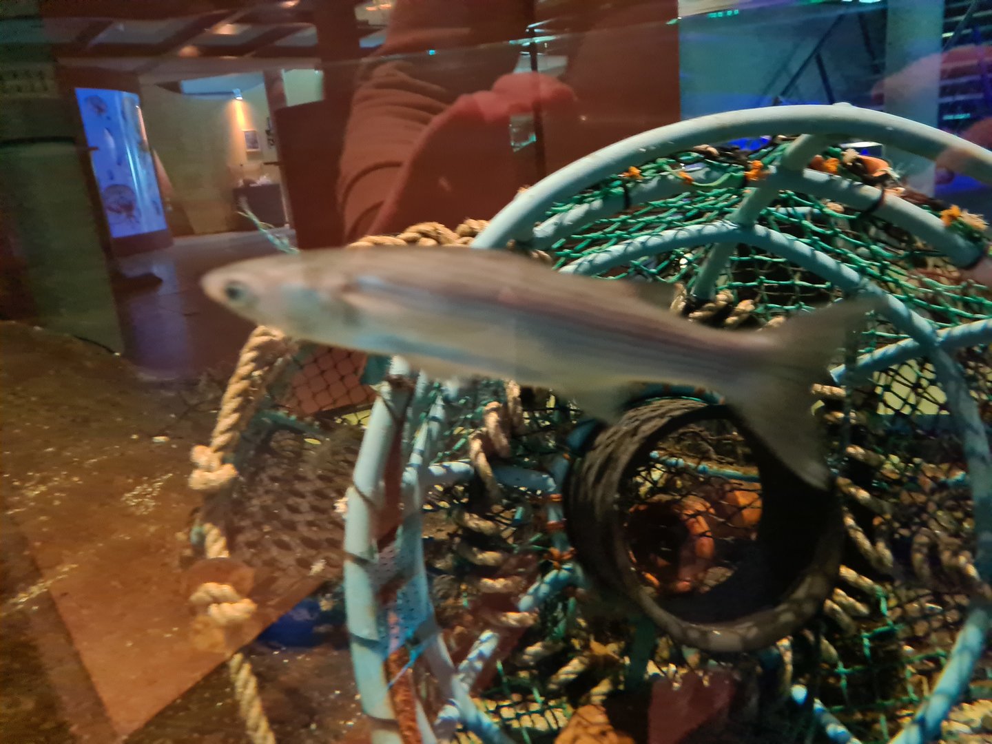 Harbour tank - Thicklip grey mullet