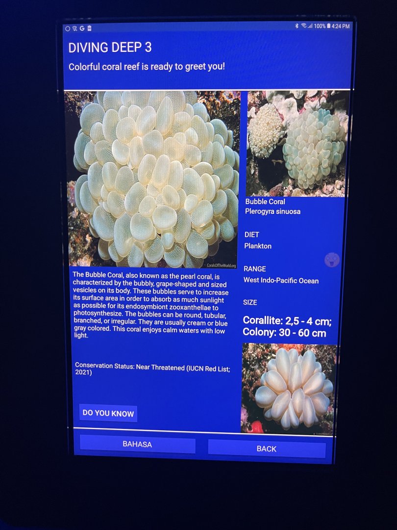 hard coral tank - bladder coral signage