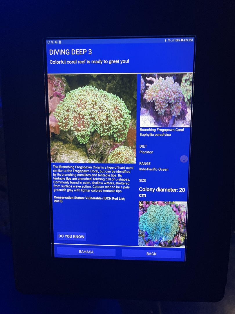 hard coral tank - branching frogspawn coral signage