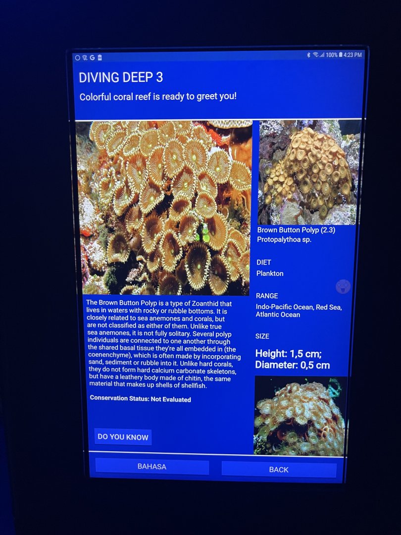 hard coral tank - brown button polyp signage