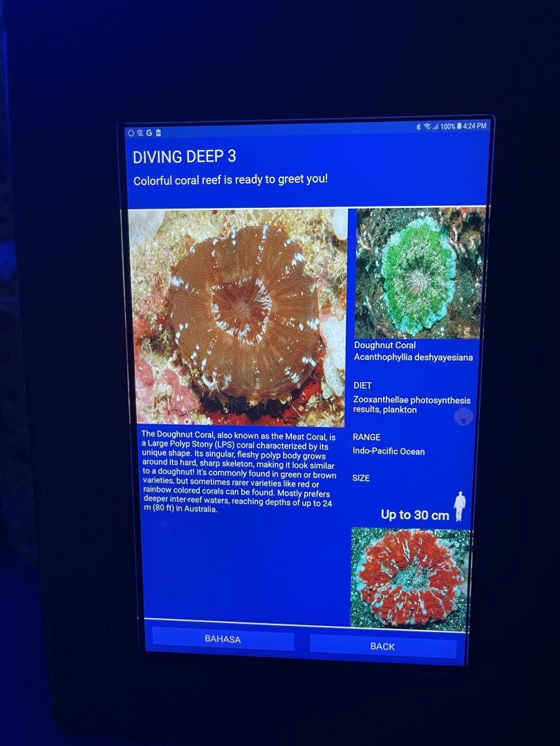 hard coral tank - doughnut coral signage