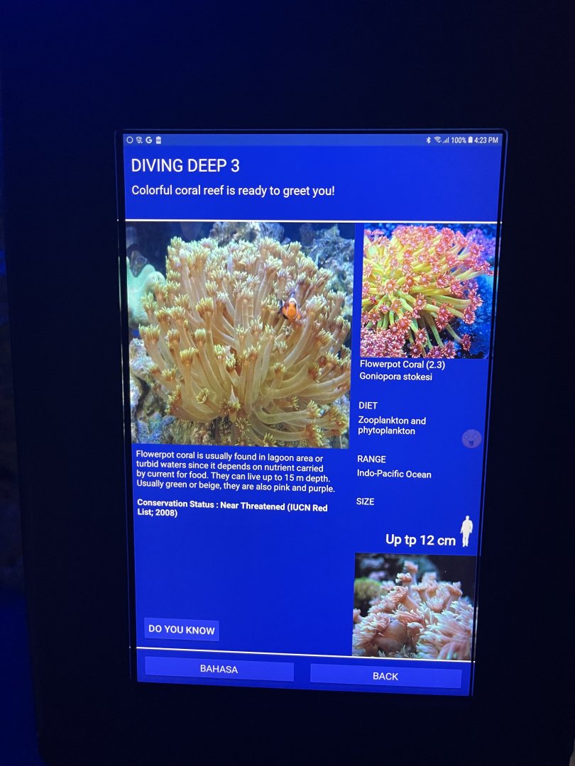 hard coral tank - flowerpot coral signage