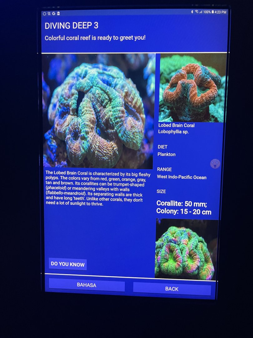 hard coral tank - lobed brain coral signage