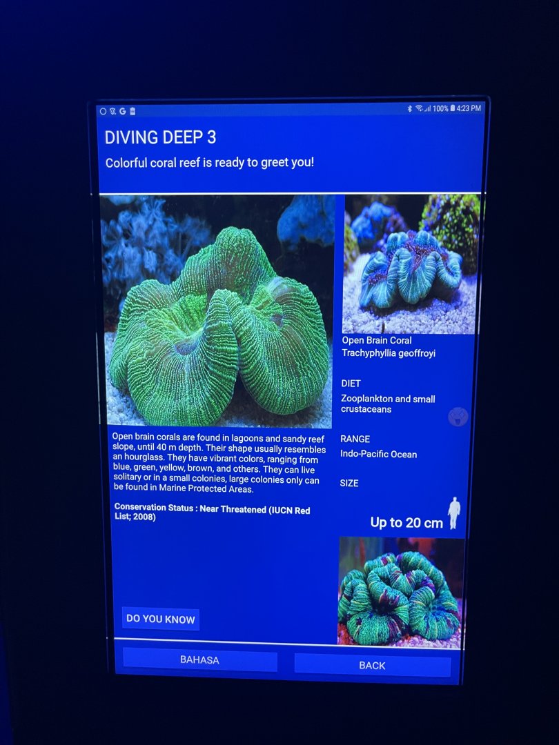 hard coral tank - open brain coral signage