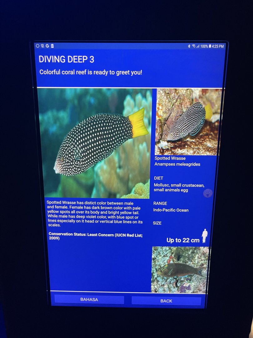 hard coral tank - spotted wrasse signage