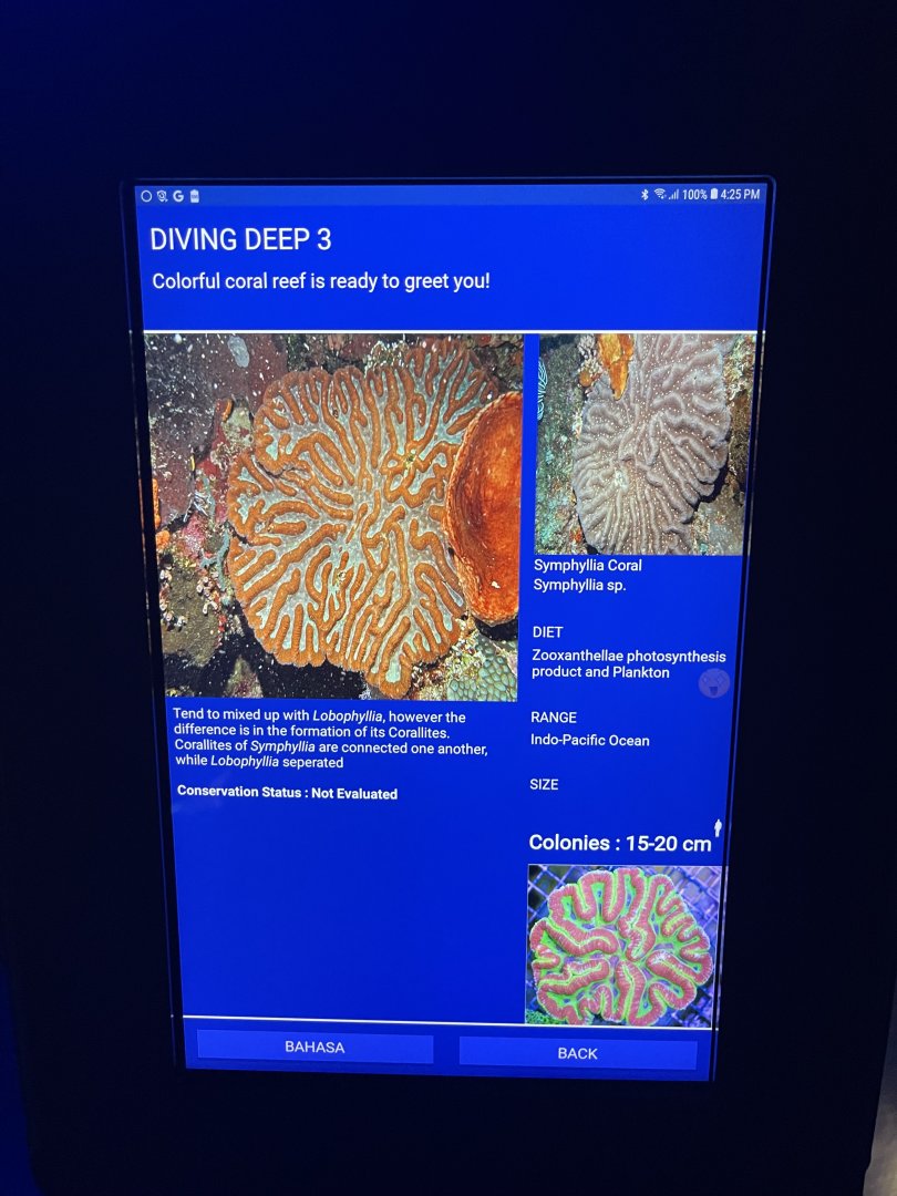 hard coral tank - symphyllia brain coral signage