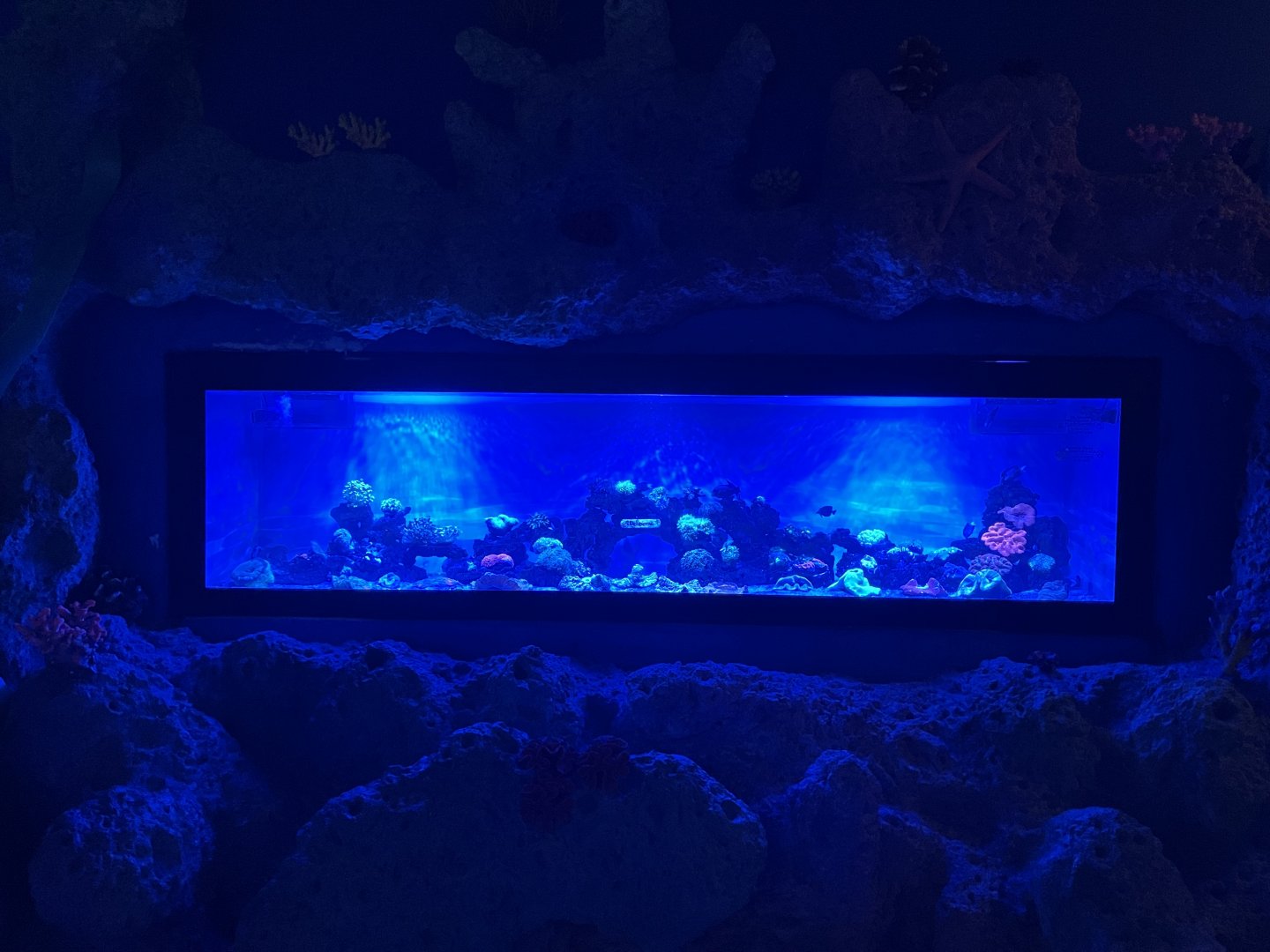 hard coral tank