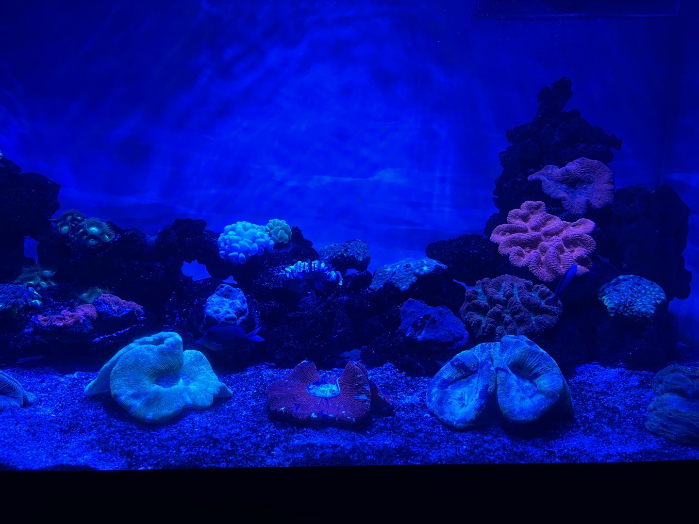 hard corals
