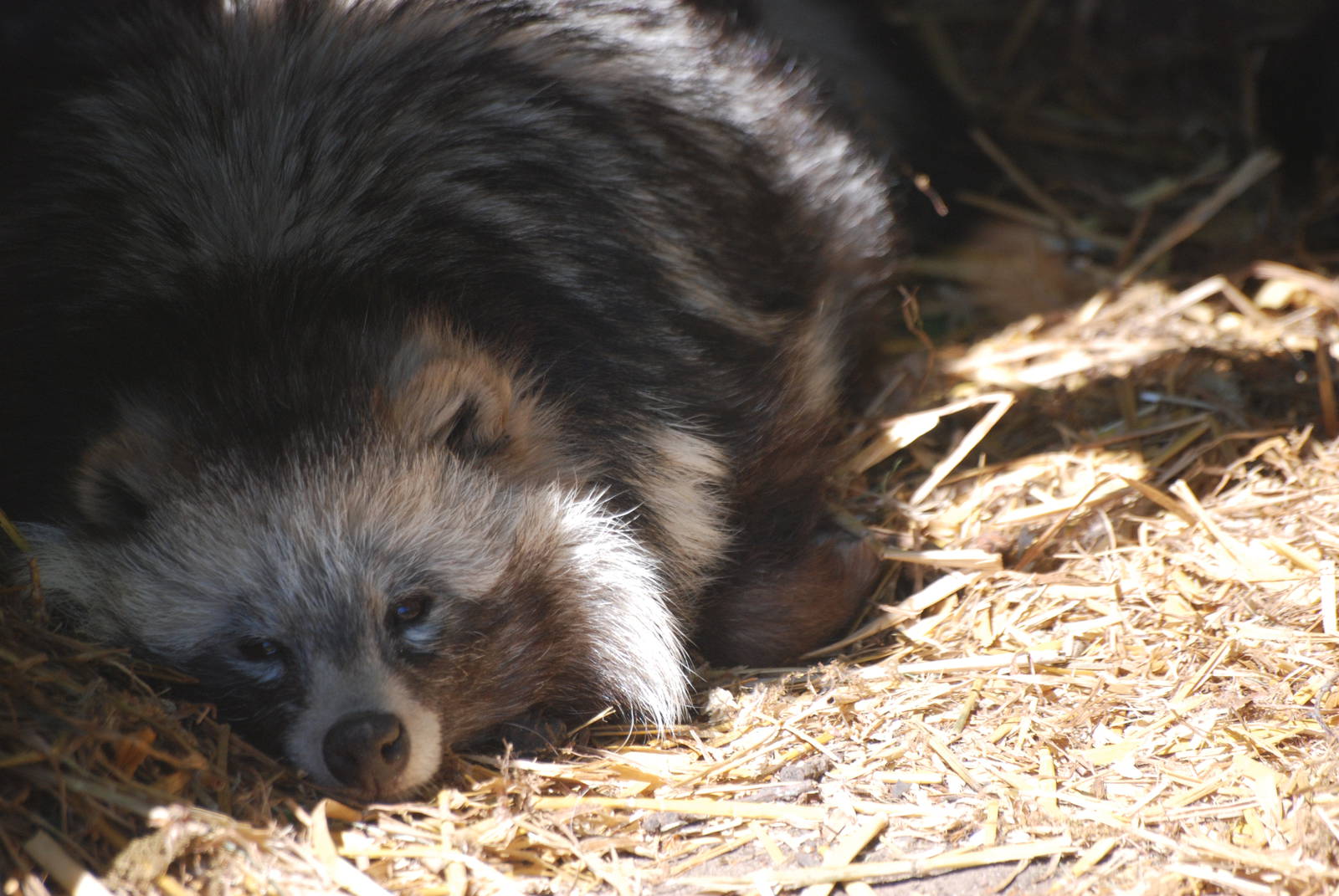 Hard Life of a Raccoon Dog at Yorkshire WP 02/05/11