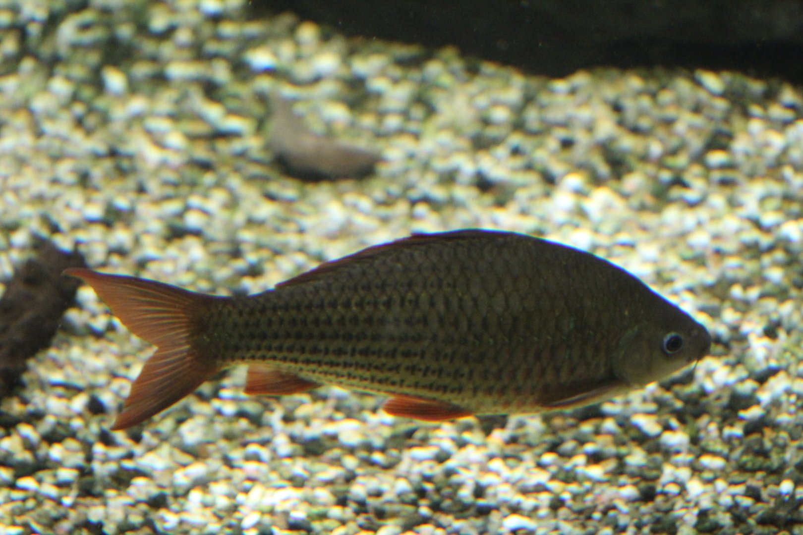 Hard-Lipped Barb