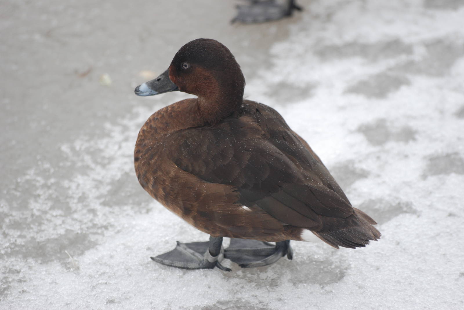 Hardhead at Slimbridge, 06/02/12