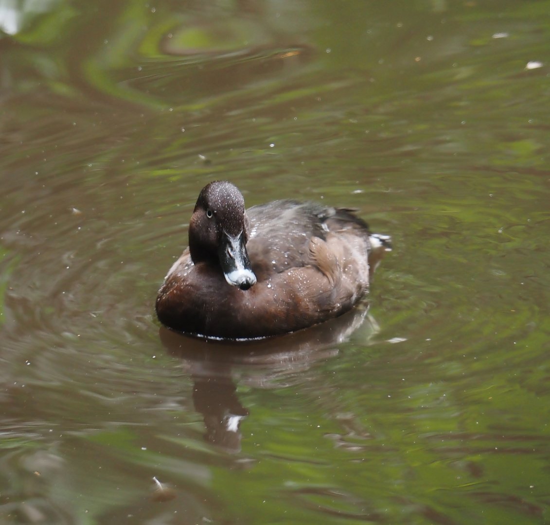 Hardhead (Aythya australis), 2024-05-22