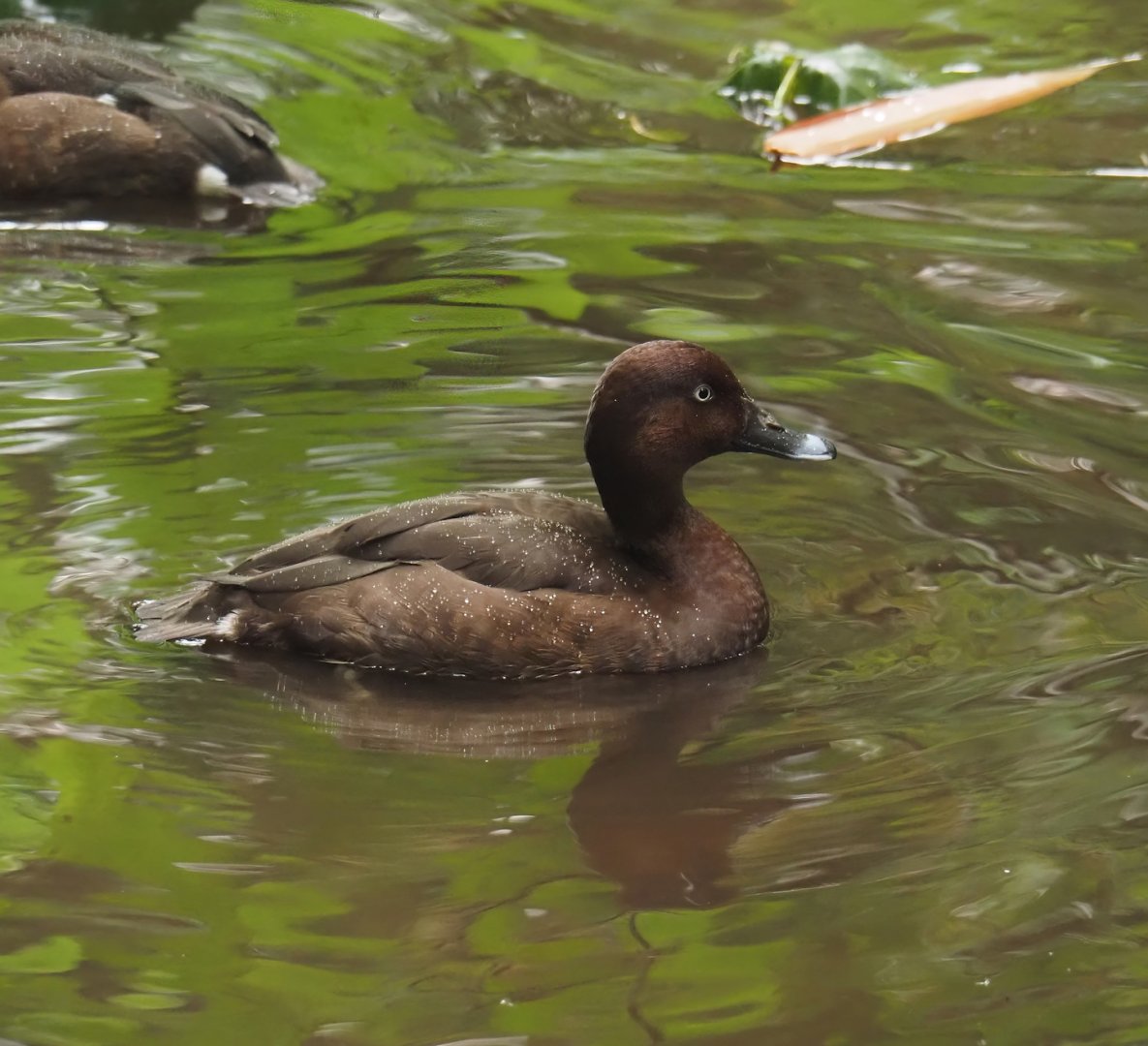 Hardhead (Aythya australis), 2024-05-22