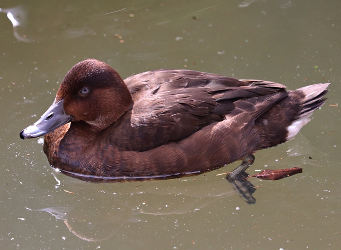 Hardhead (Aythya australis), female