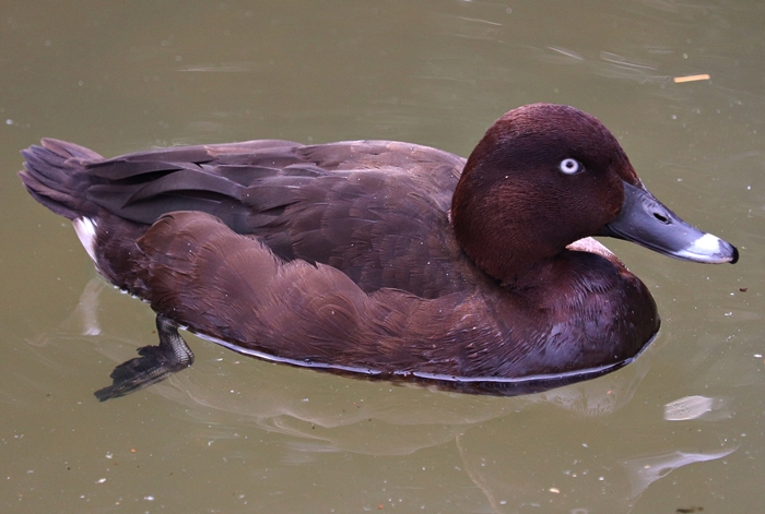 Hardhead (Aythya australis), male