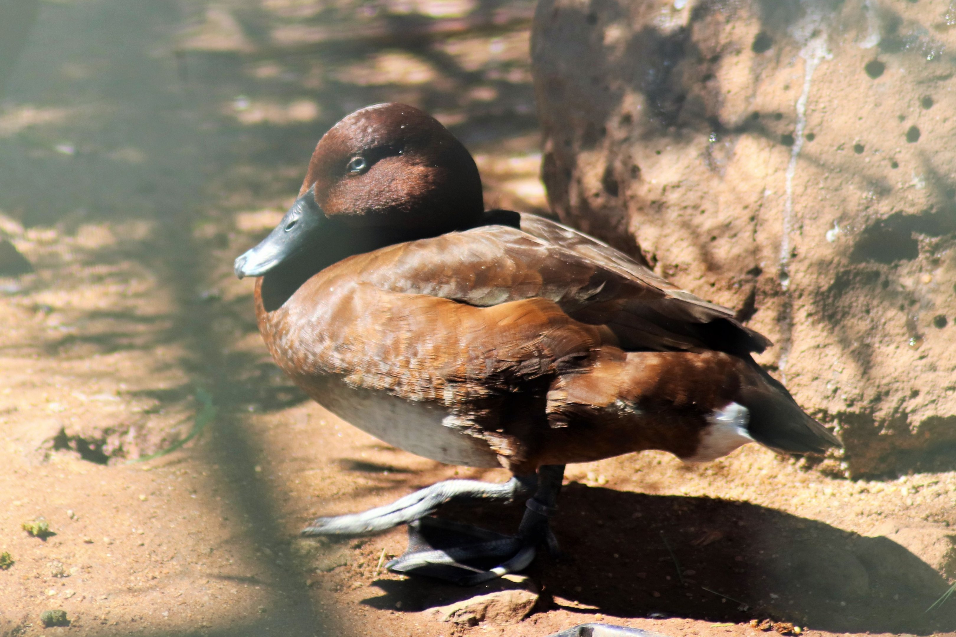 Hardhead (Aythya australis)