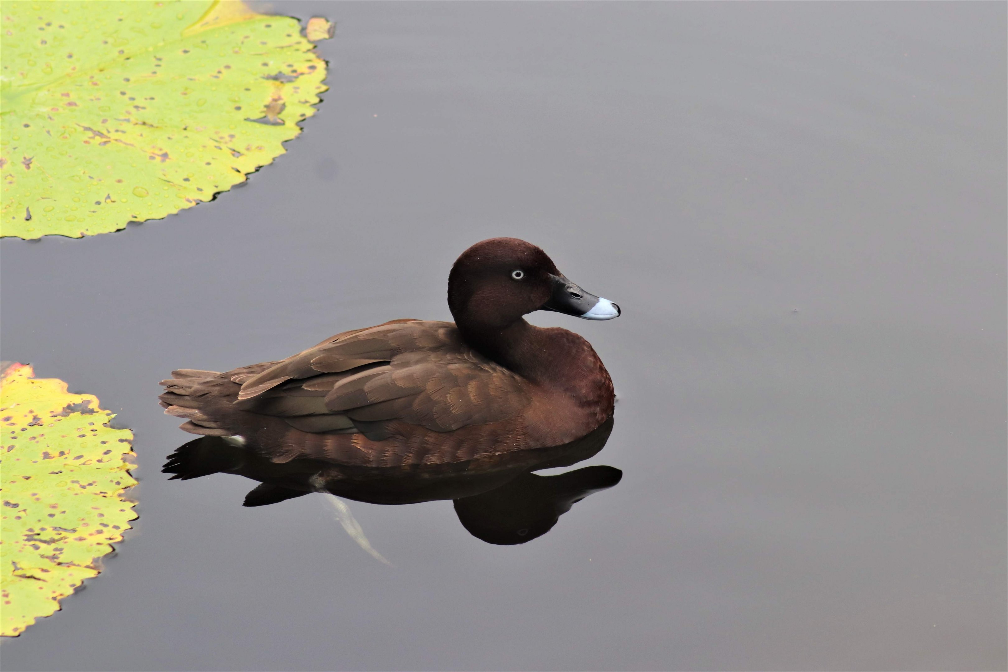 Hardhead (Aythya australis)