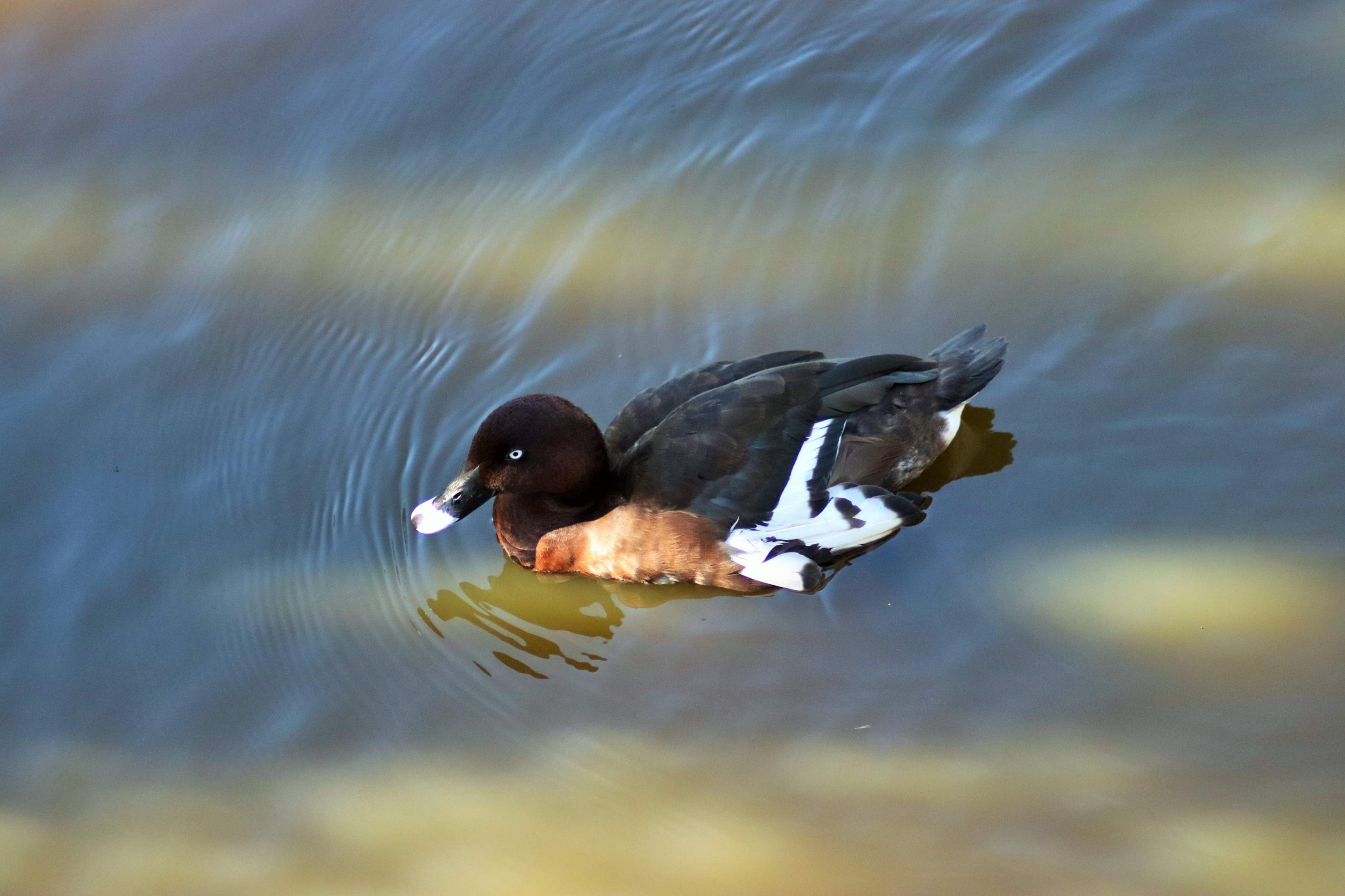Hardhead (Aythya australis)