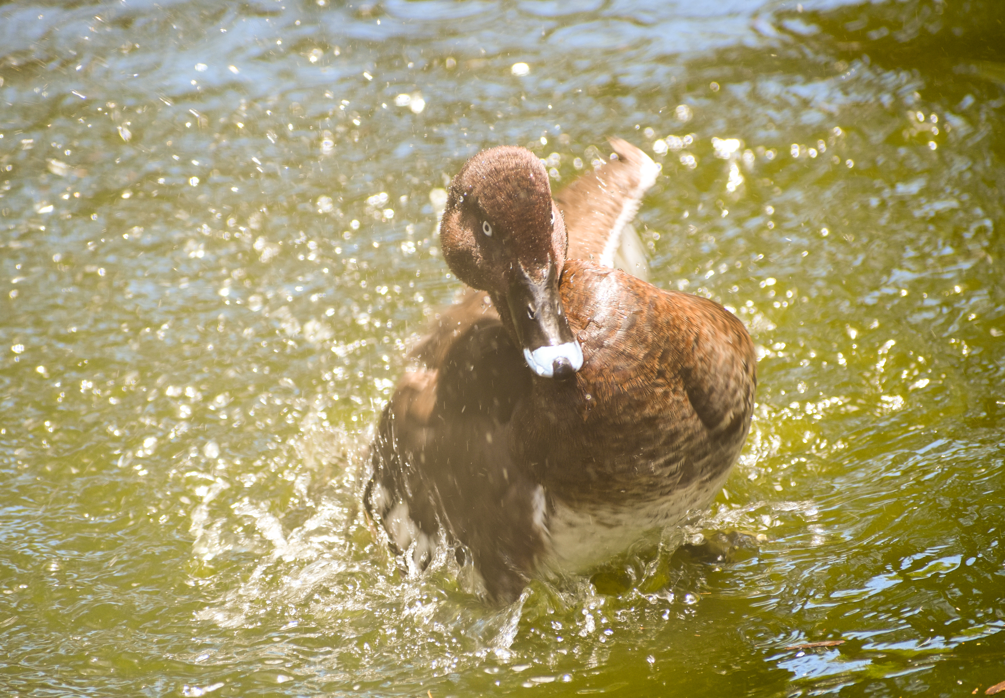Hardhead (Aythya australis)