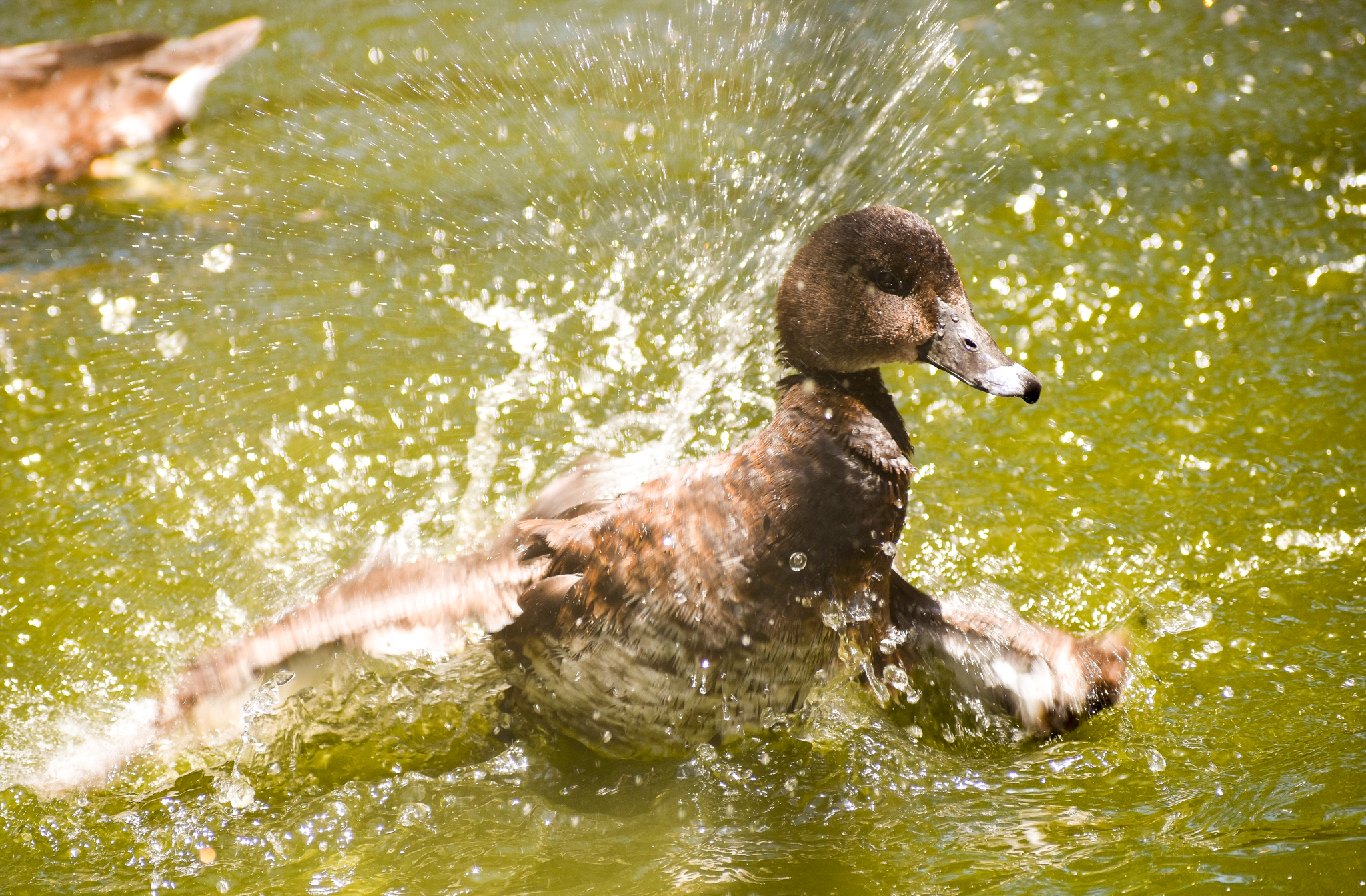 Hardhead (Aythya australis)