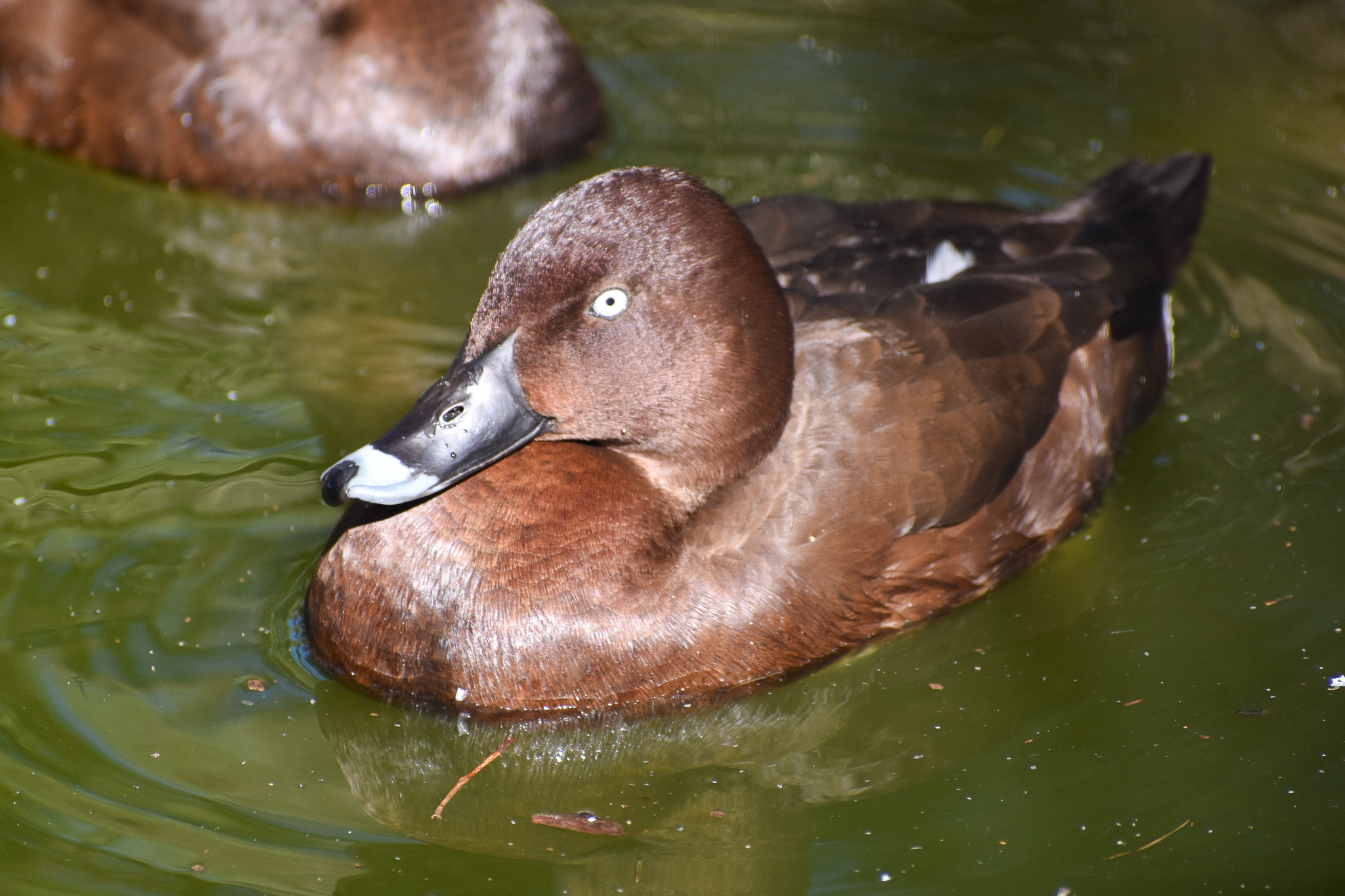 Hardhead (Aythya australis)