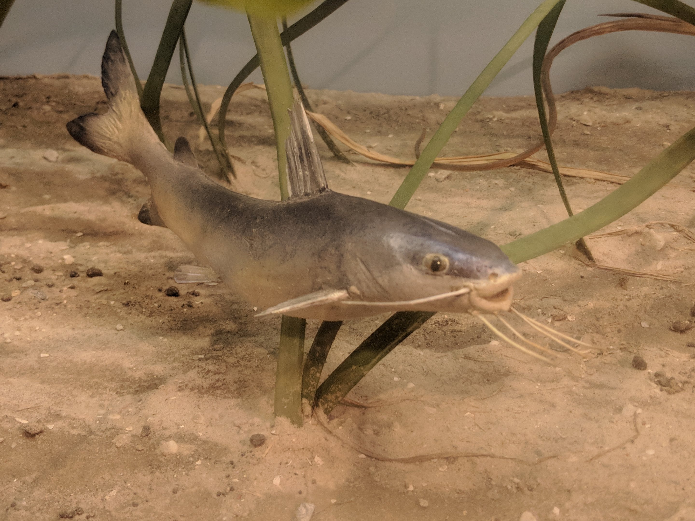 Hardhead Catfish (Arius felis)