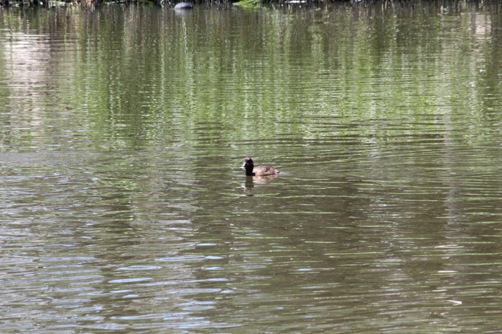 Hardhead or White-eyed Duck - wild