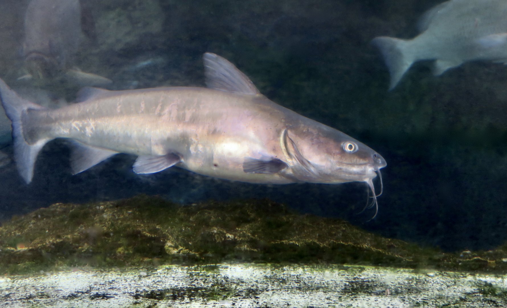 Hardhead Sea Catfish (Ariopsis felis)