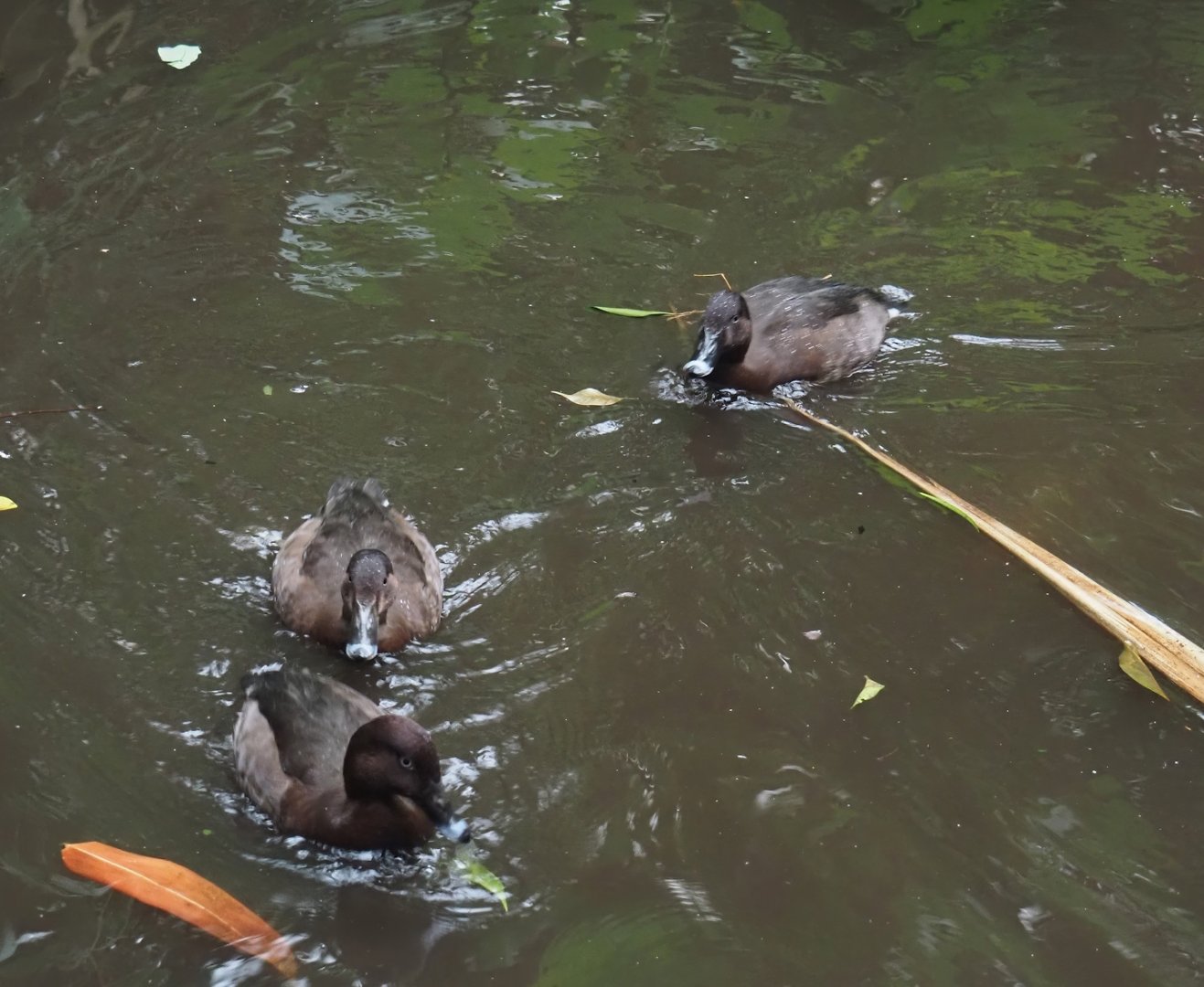 Hardheads (Aythya australis), 2024-05-22