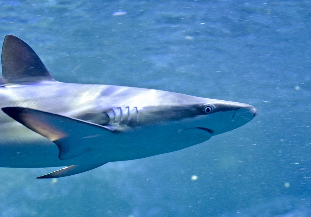 Hardnose Shark (Carcharhinus macloti) - Umitamago