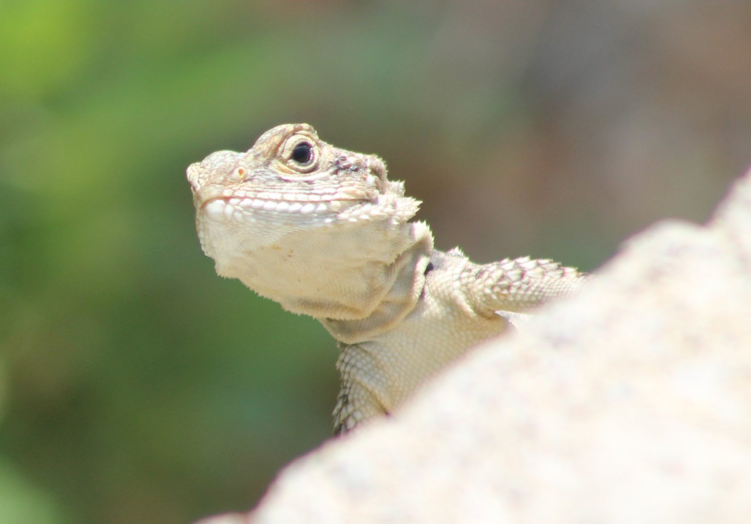 Hardun - Stellagama stellio