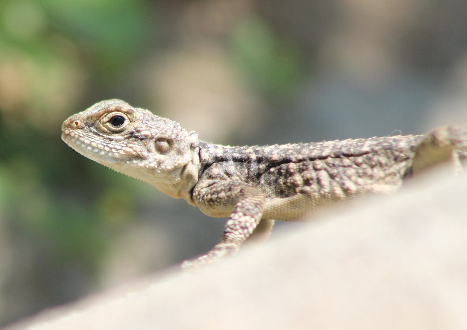 Hardun - Stellagama stellio