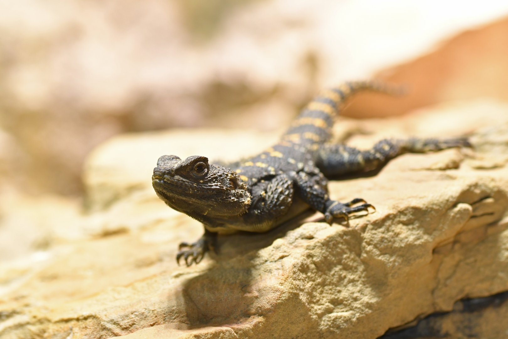 Hardun (Stellagama stellio)