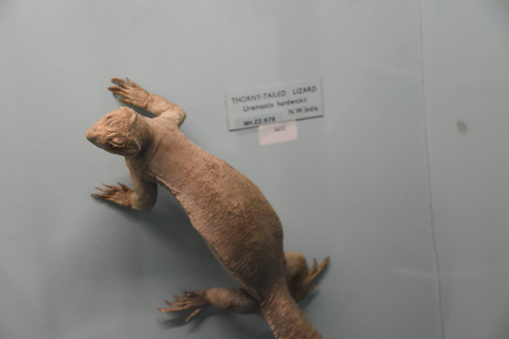 Hardwicke's spiny-tailed lizard