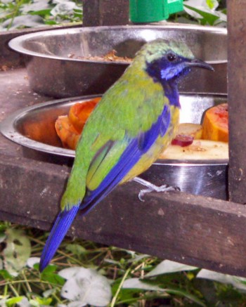 Hardwick's Leafbird (Chloropsis hardwickii)