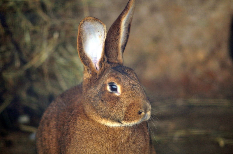 Hare rabbit at Wildpark Neuhaus