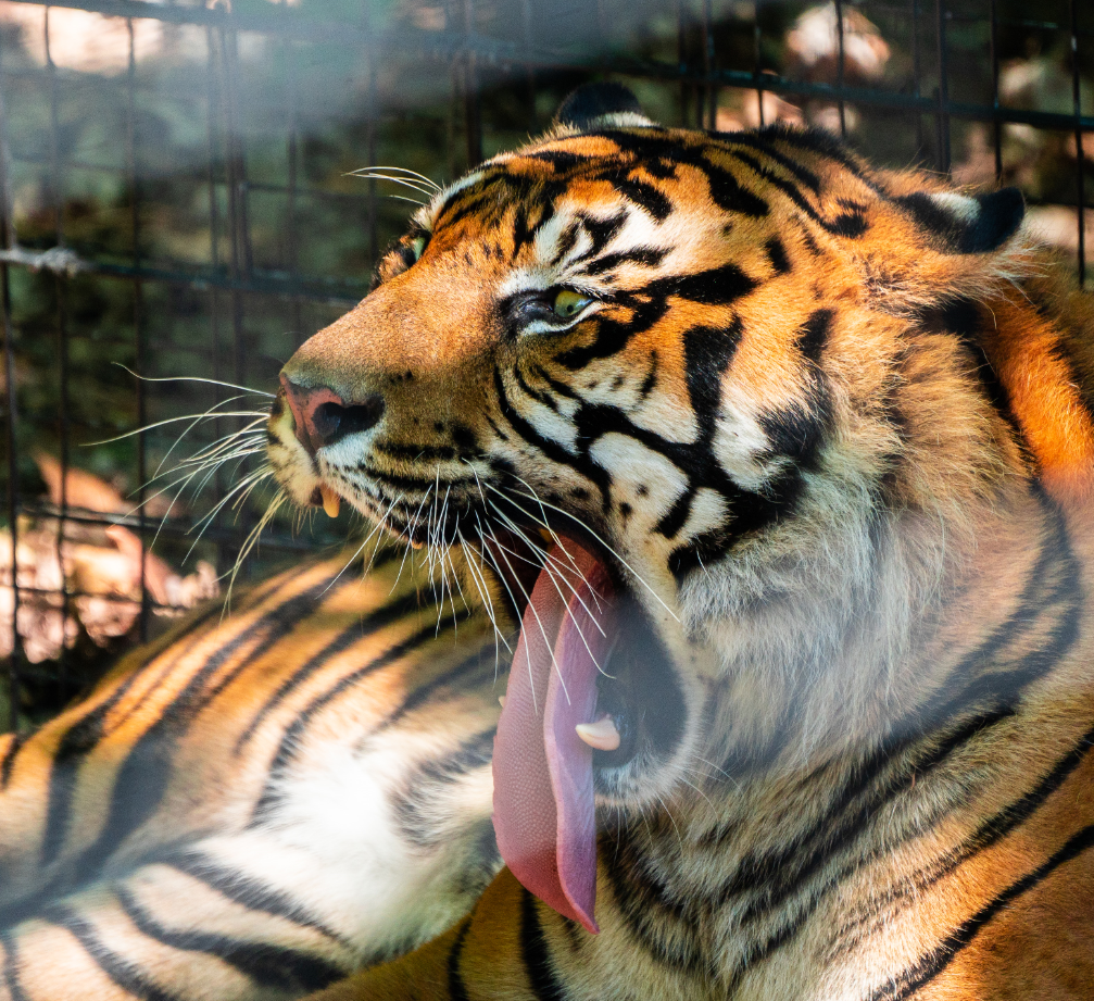Harimau Kayu the male Sumatran Tiger