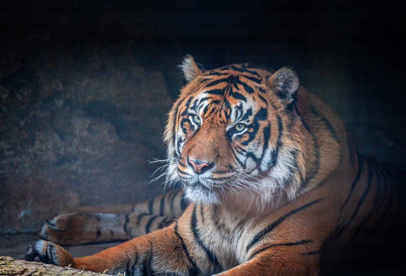 Harimau Kayu the male Sumatran Tiger