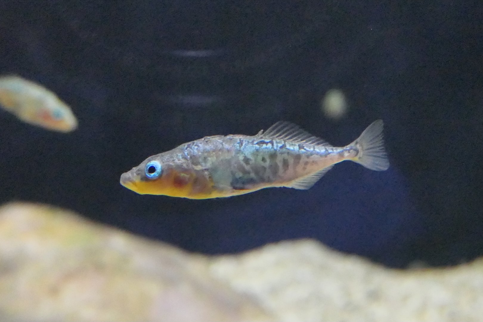 Hariyo - Gasterosteus aculeatus 'subsp. 2' - Lake Biwa Museum