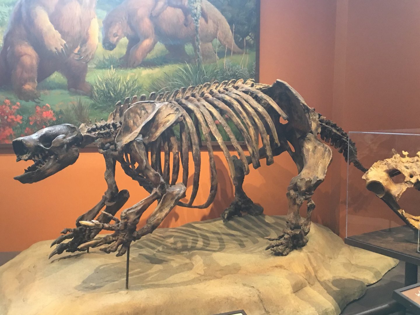 Harlans ground sloth (Paramylodon harlani) skeleton
